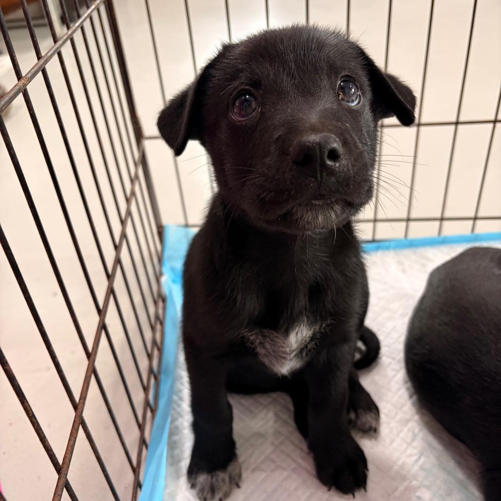 Enlarge Cole, a Adoptable Shepherd in Harlingen, TX image 2/2