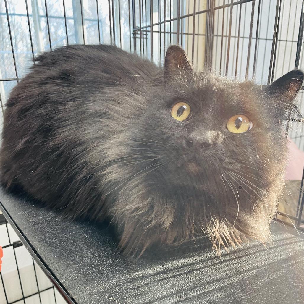 Odin, Adoptable, Adult Male Domestic Long Hair.