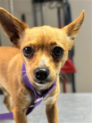 Enlarge DAISY, a Adoptable Chihuahua in Redlands, CA image 1/1