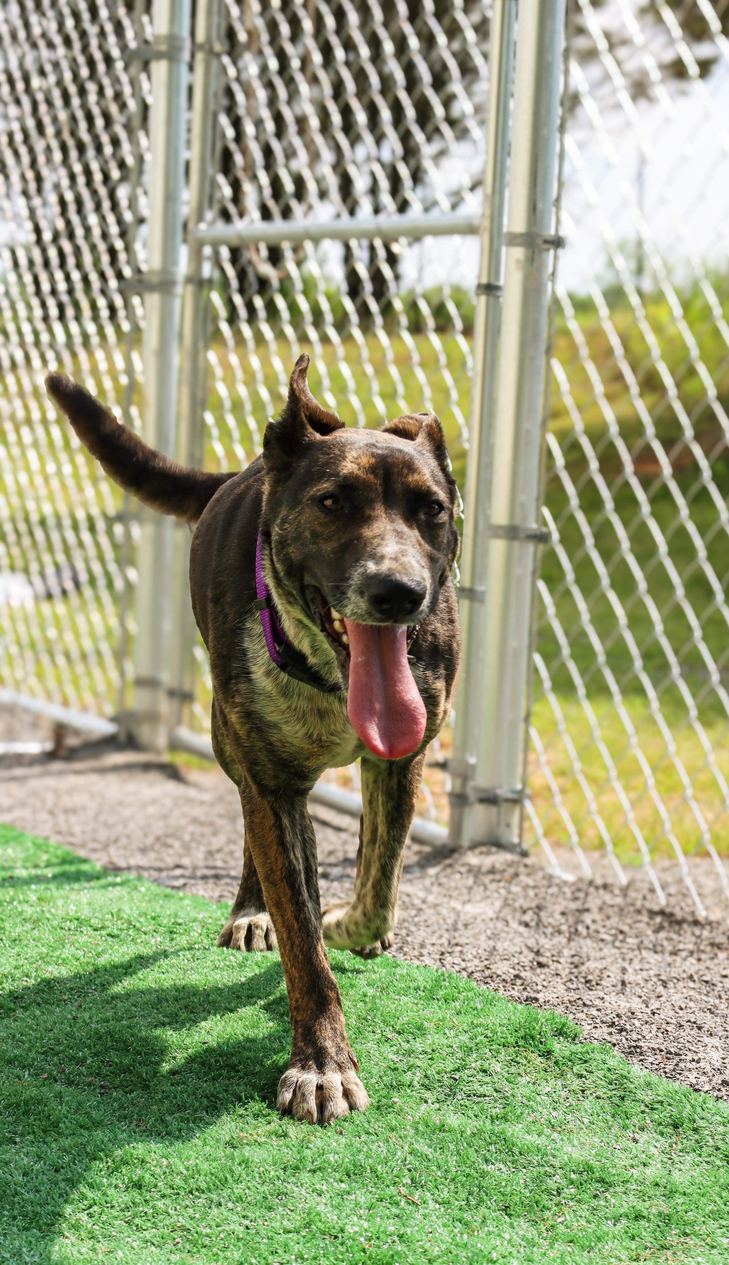 Serena, a Adoptable mixed breed in Hartselle, AL image 1/2