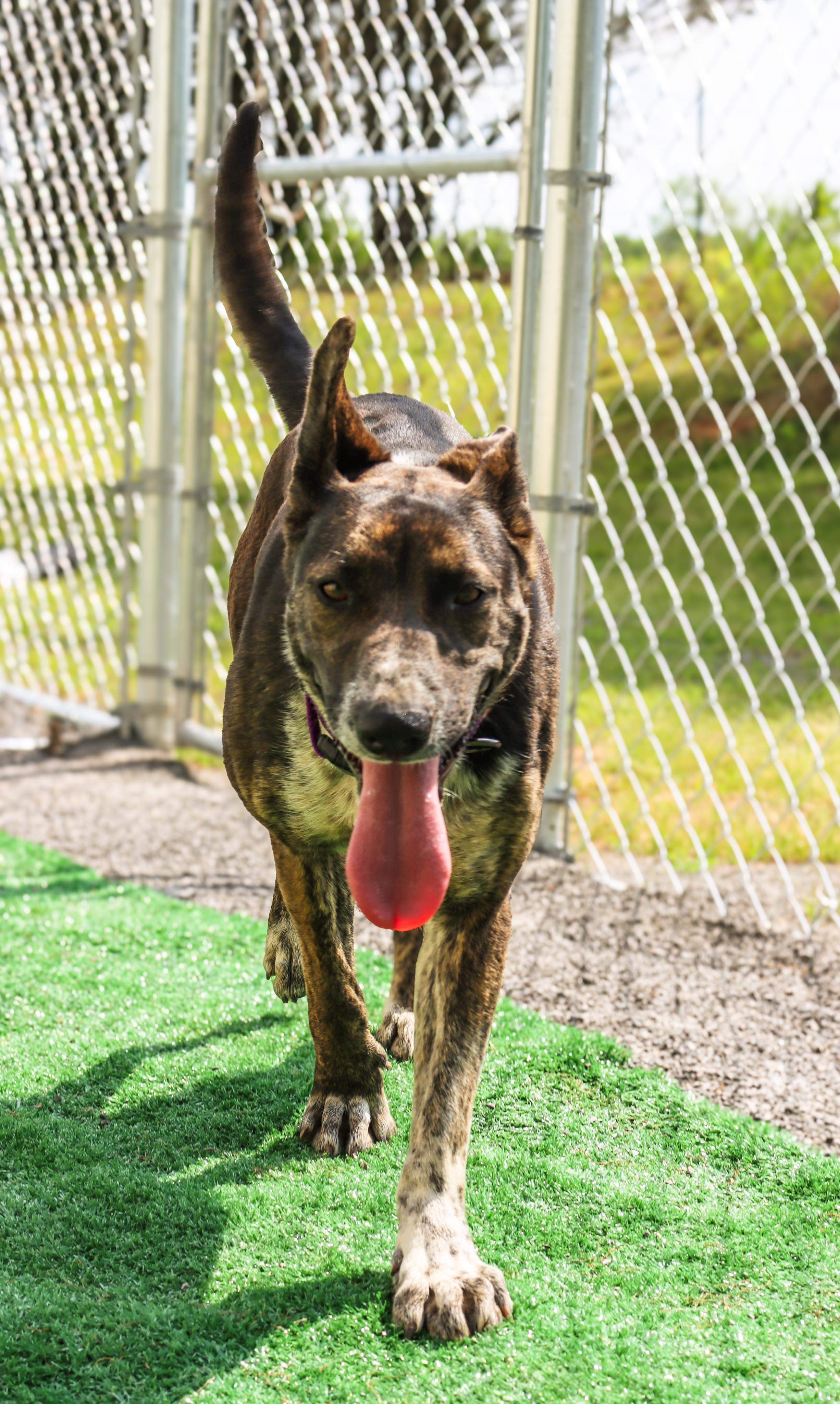 Serena, a Adoptable mixed breed in Hartselle, AL image 2/2