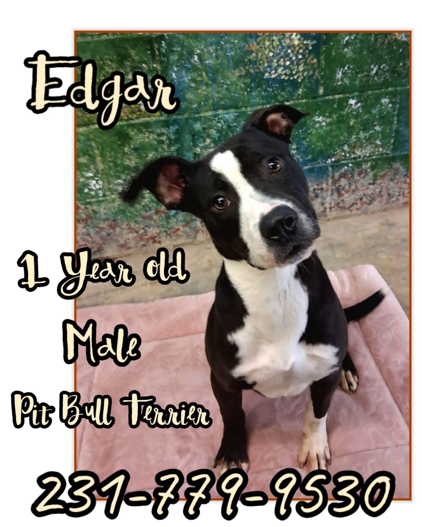 Enlarge EDGAR, a ADOPTABLE Pit Bull Terrier in Cadillac, MI image 1/1