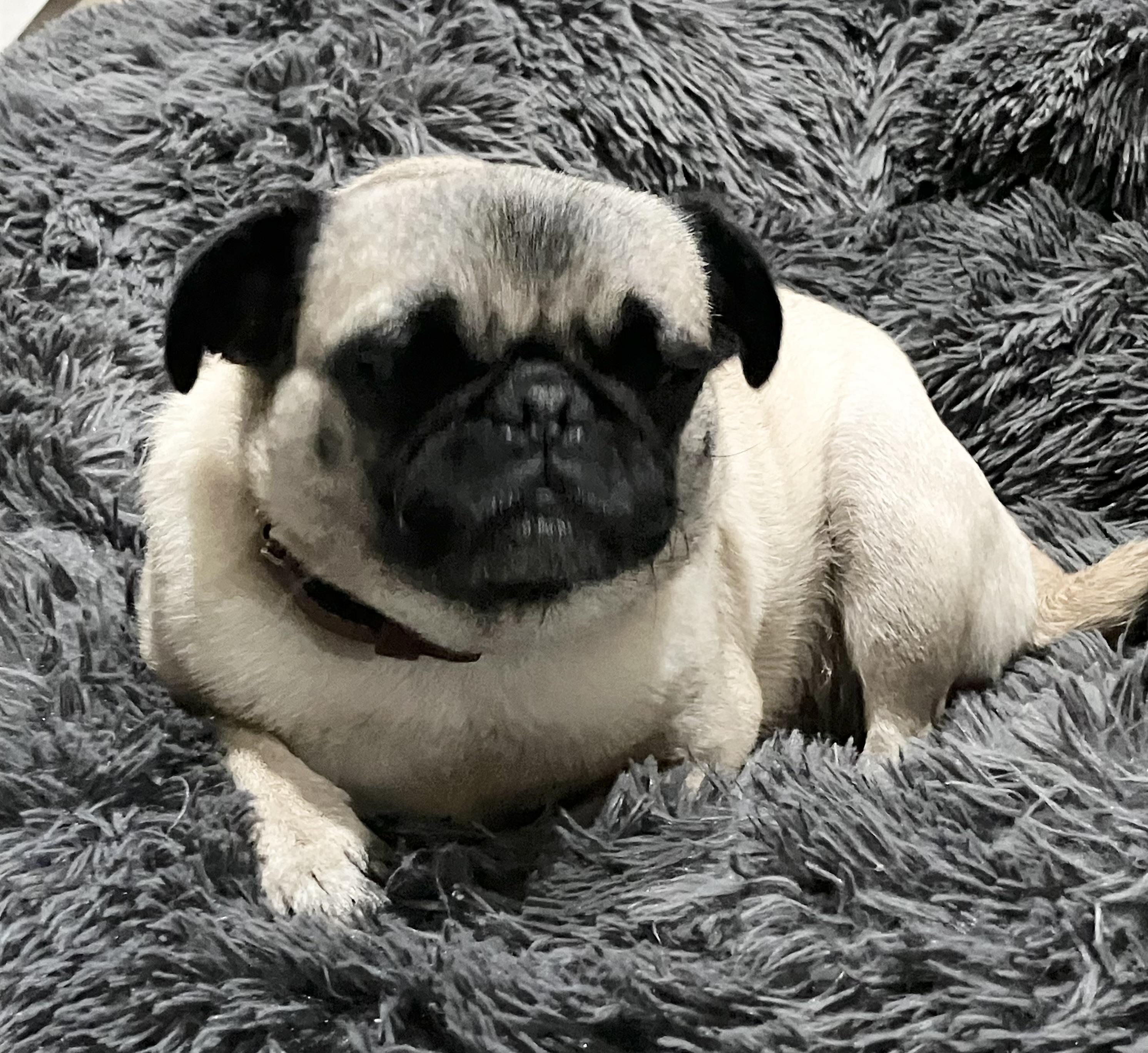 Enlarge Peanut, an adopted Pug in Beaverton, OR image 1/2