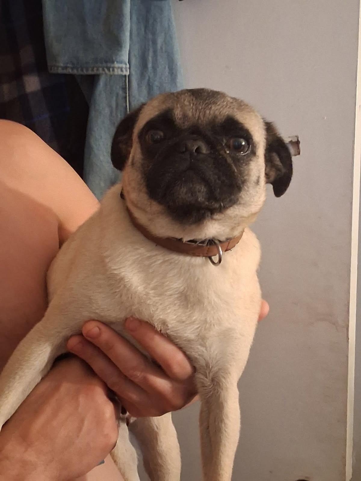Enlarge Peanut, an adopted Pug in Beaverton, OR image 2/2