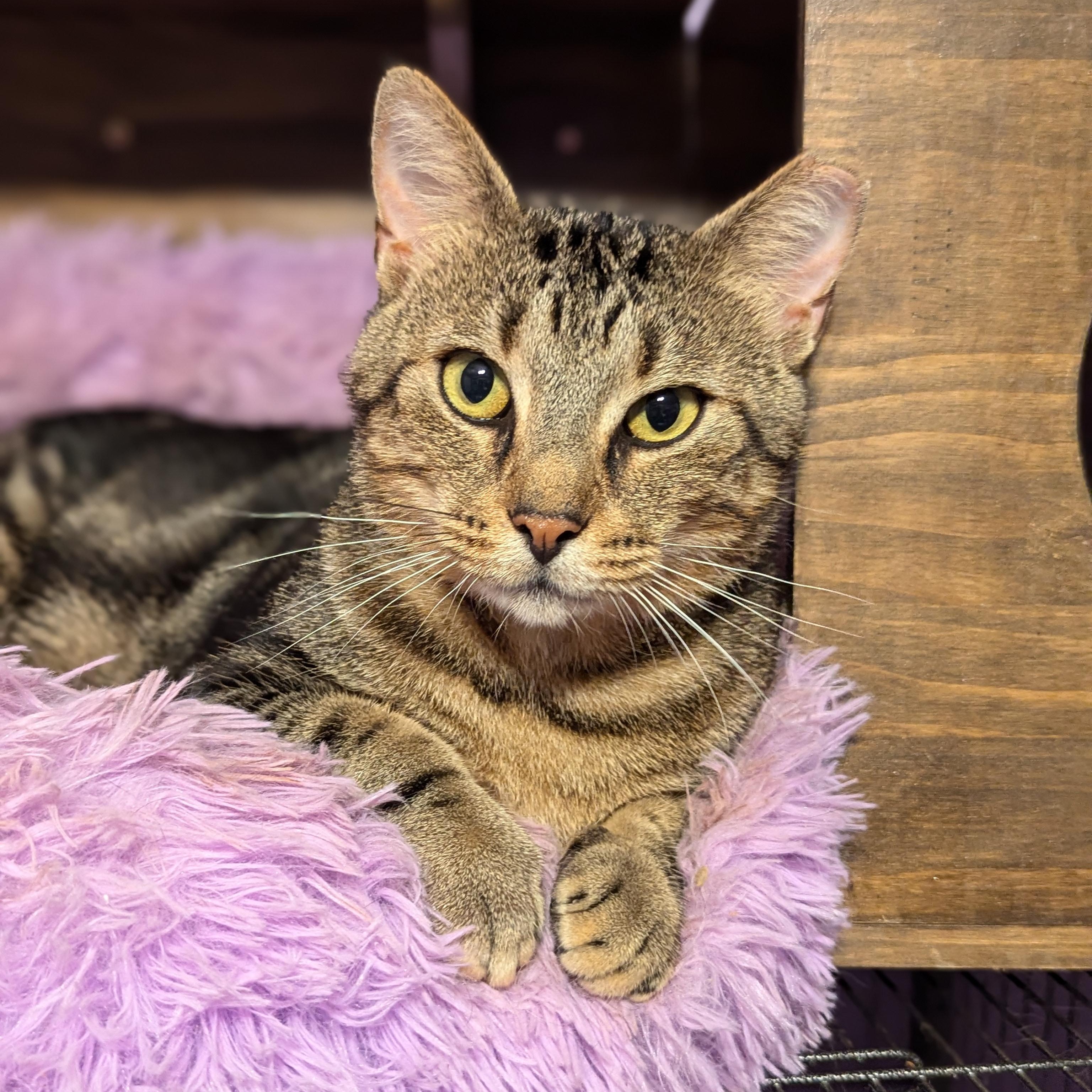 Enlarge Marlon Brando (Mr Showoff), a Adoptable Domestic Short Hair in Decatur, GA image 2/6