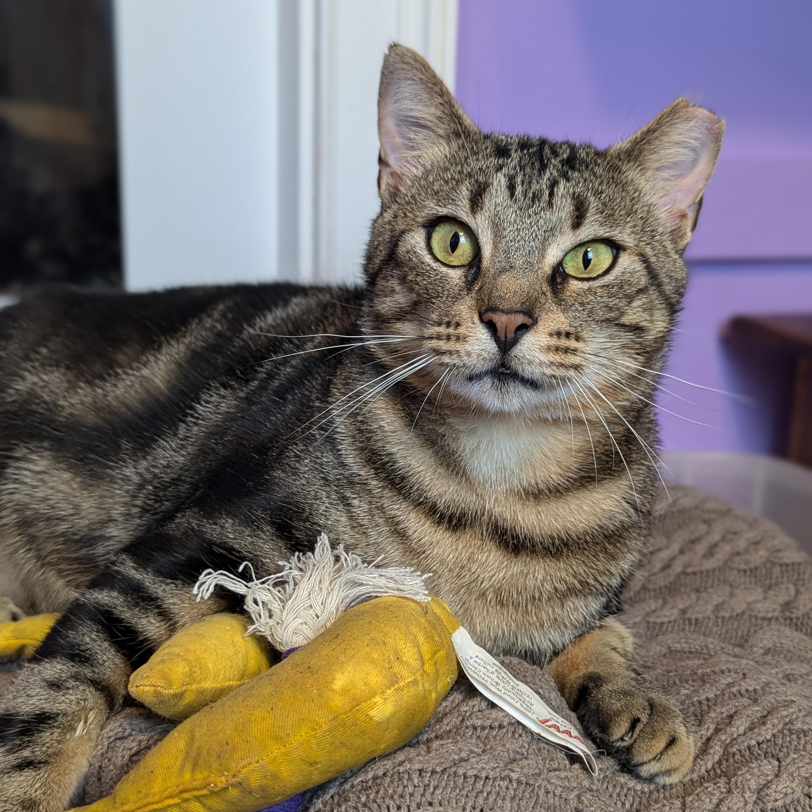 Enlarge Marlon Brando (Mr Showoff), a Adoptable Domestic Short Hair in Decatur, GA image 3/6