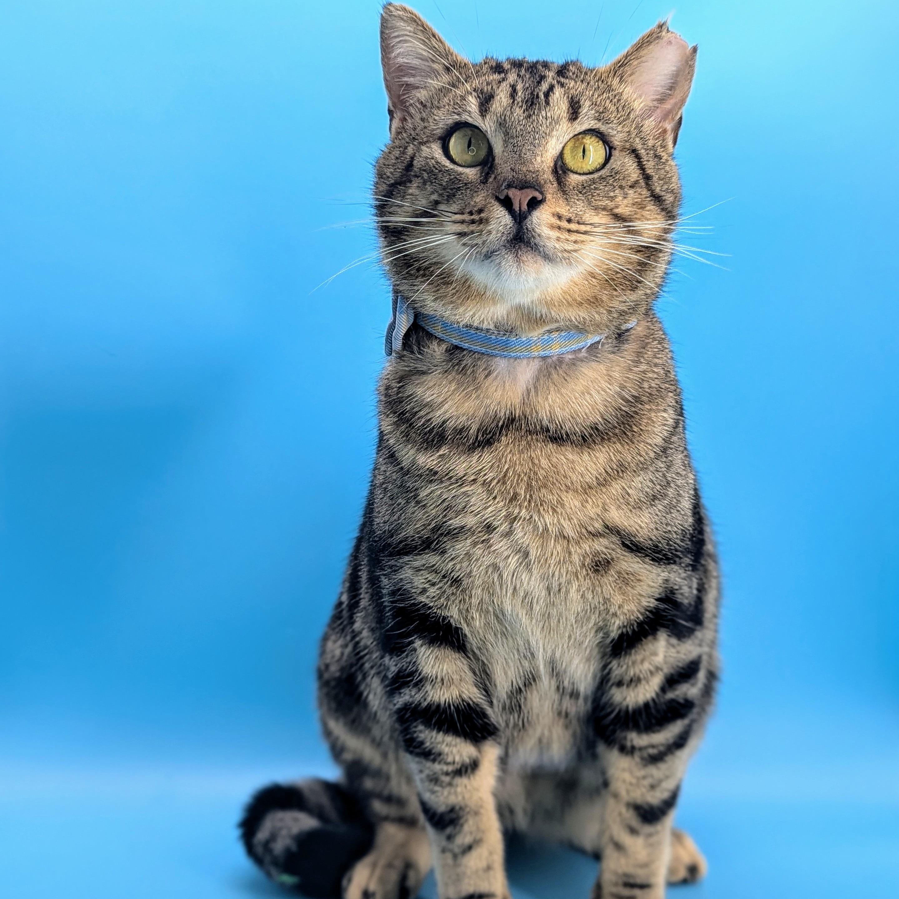 Marlon Brando (Mr Showoff) Domestic Short Hair Cat