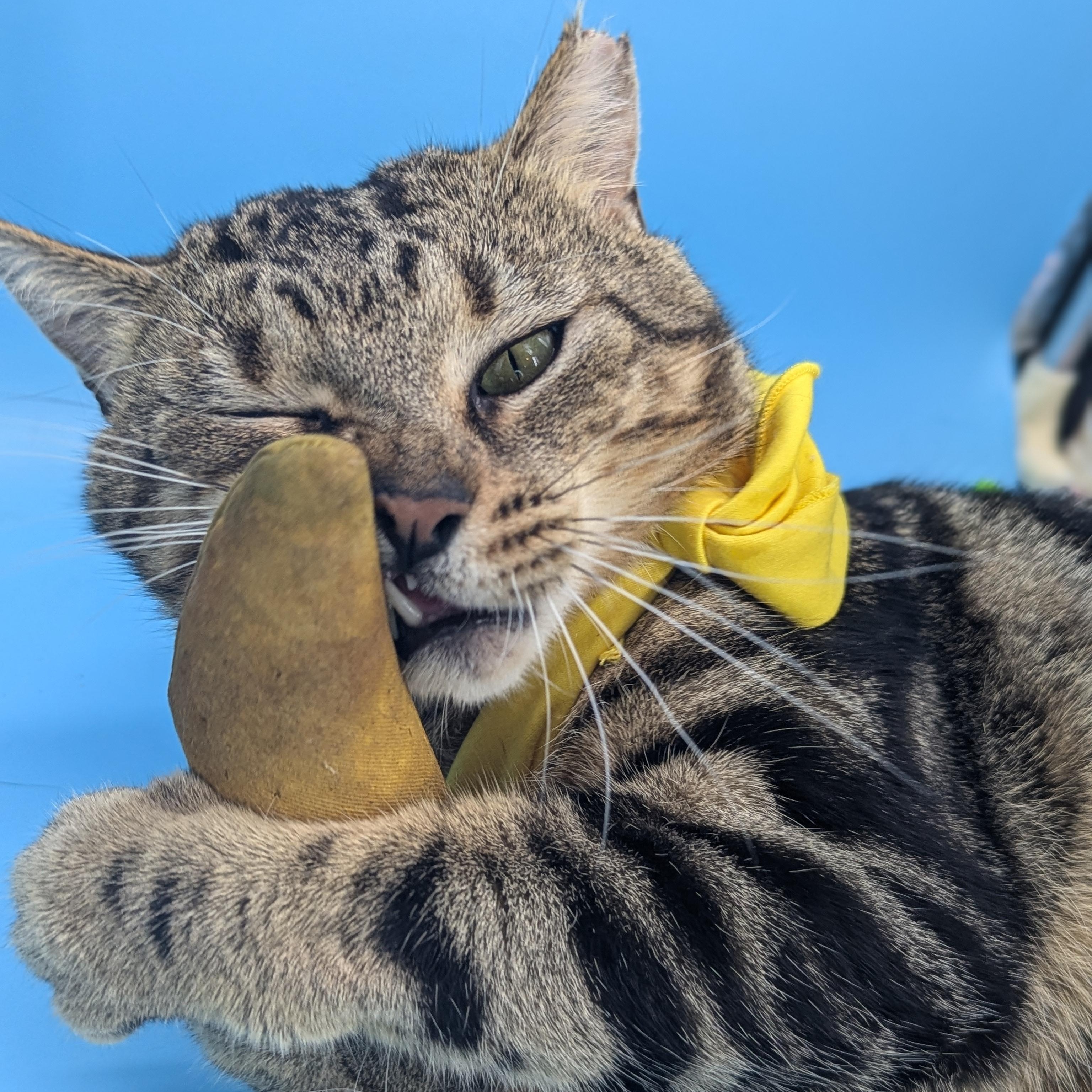 Enlarge Marlon Brando (Mr Showoff), a Adoptable Domestic Short Hair in Decatur, GA image 6/6