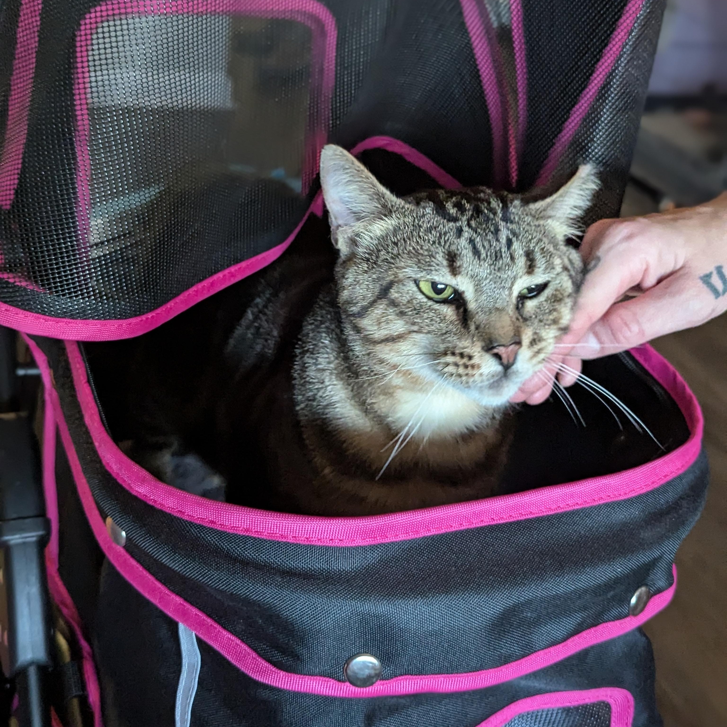 Enlarge Marlon Brando (Mr Showoff), a Adoptable Domestic Short Hair in Decatur, GA image 5/6