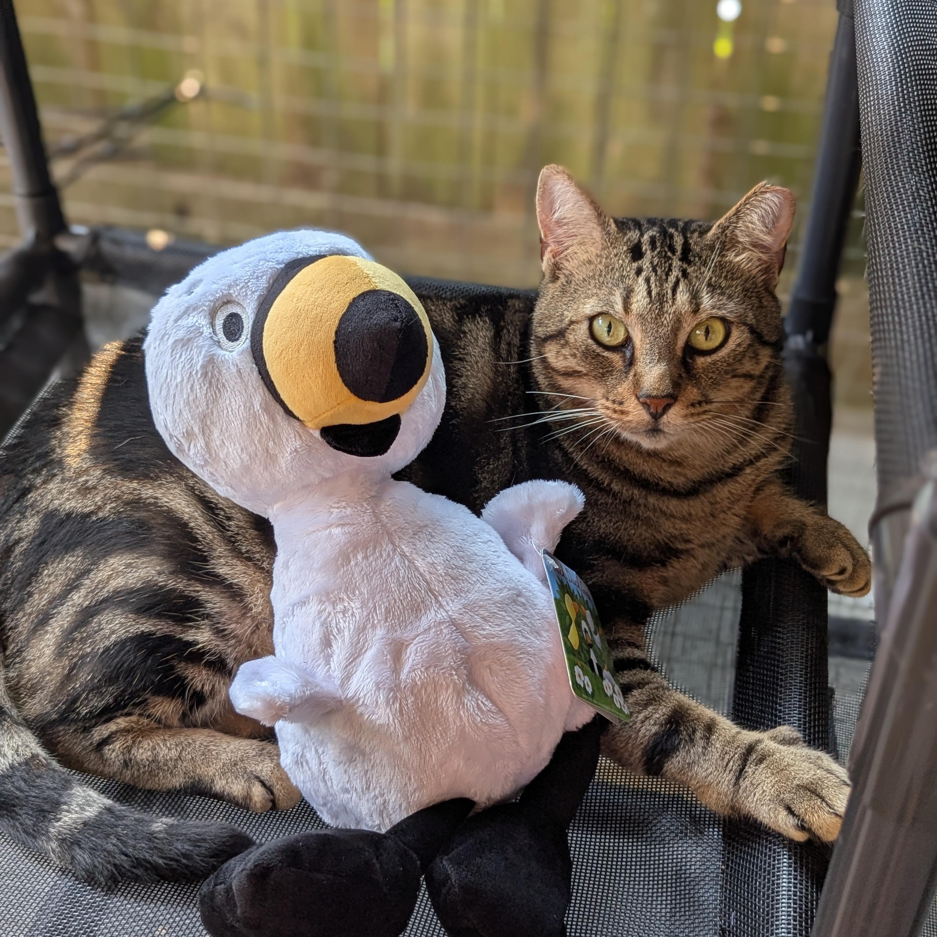Enlarge Marlon Brando (Mr Showoff), a Adoptable Domestic Short Hair in Decatur, GA image 2/6