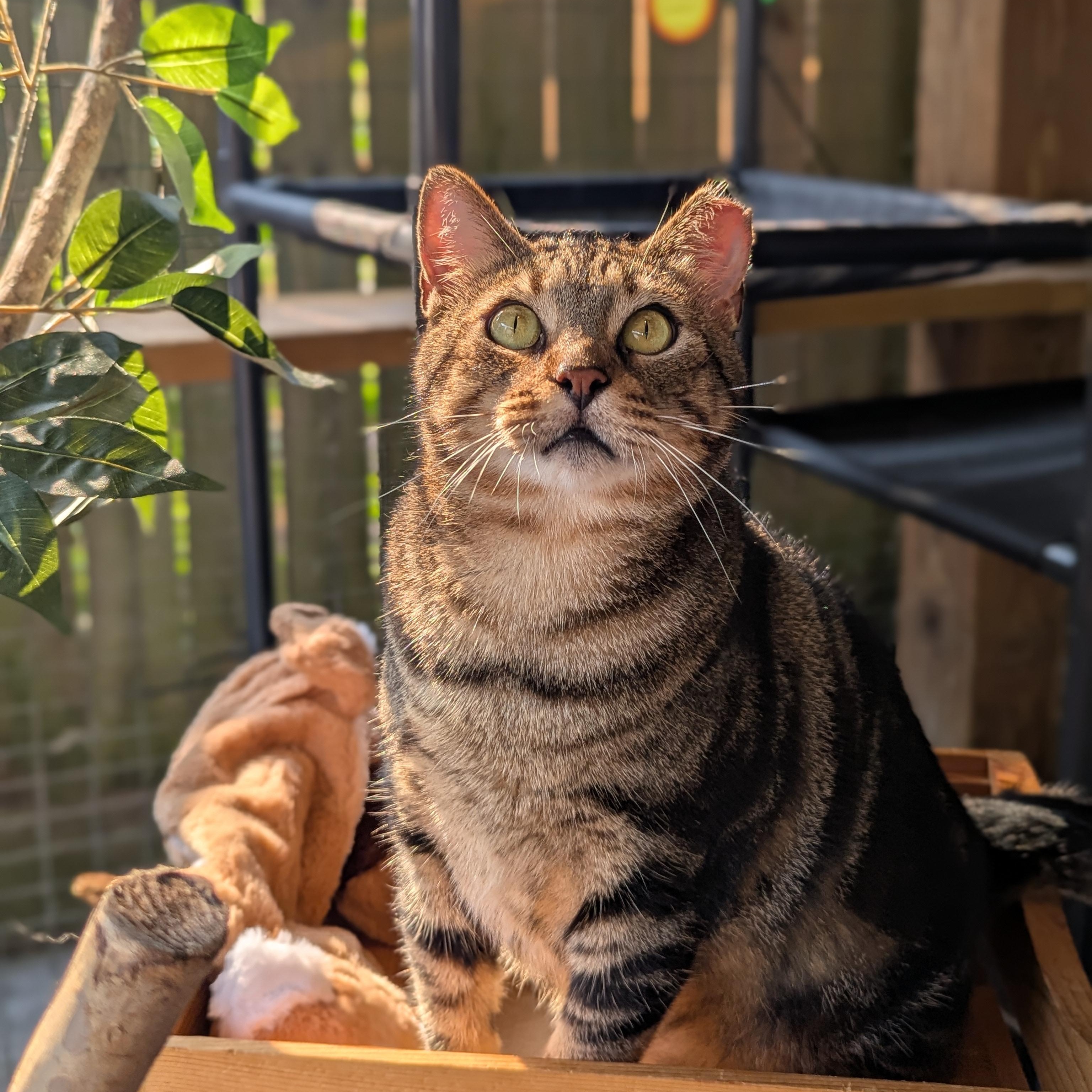 Marlon Brando (Mr Showoff), Adoptable, Adult Male Domestic Short Hair.