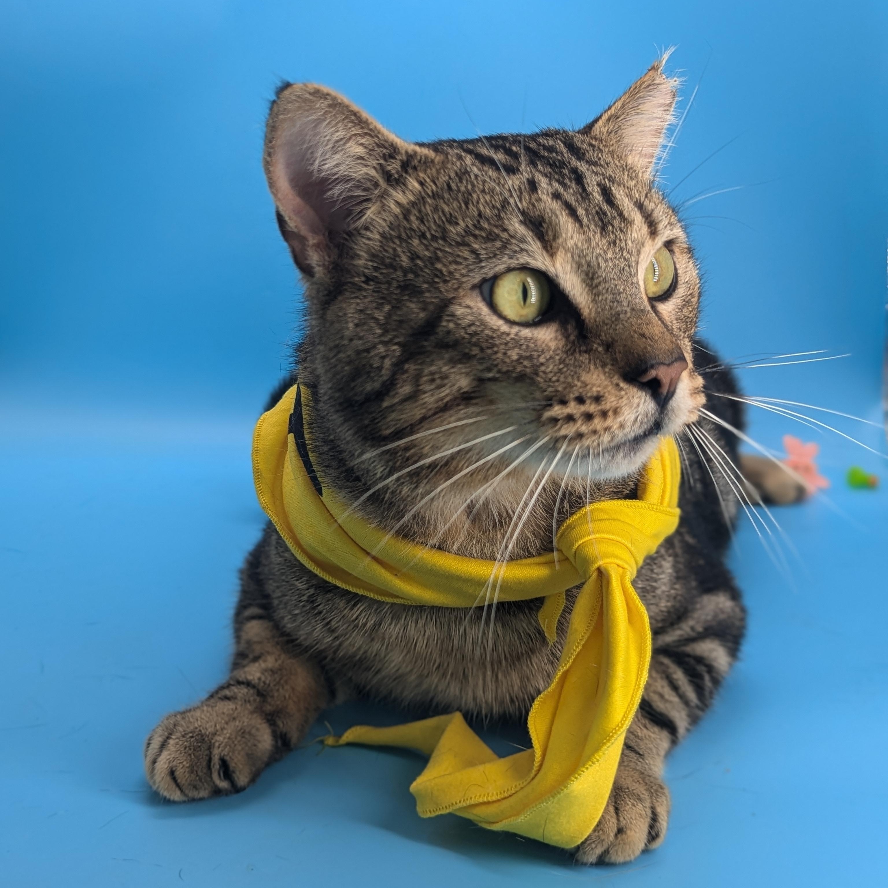 Enlarge Marlon Brando (Mr Showoff), a Adoptable Domestic Short Hair in Decatur, GA image 4/6