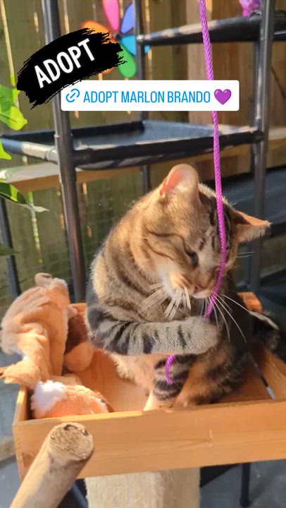 Enlarge Marlon Brando (Mr Showoff), a Adoptable Domestic Short Hair in Decatur, GA video 5/6