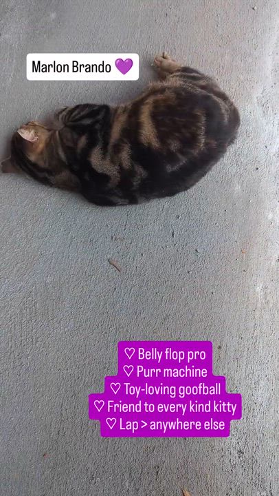Enlarge Marlon Brando (Mr Showoff), a Adoptable Domestic Short Hair in Decatur, GA video 6/6
