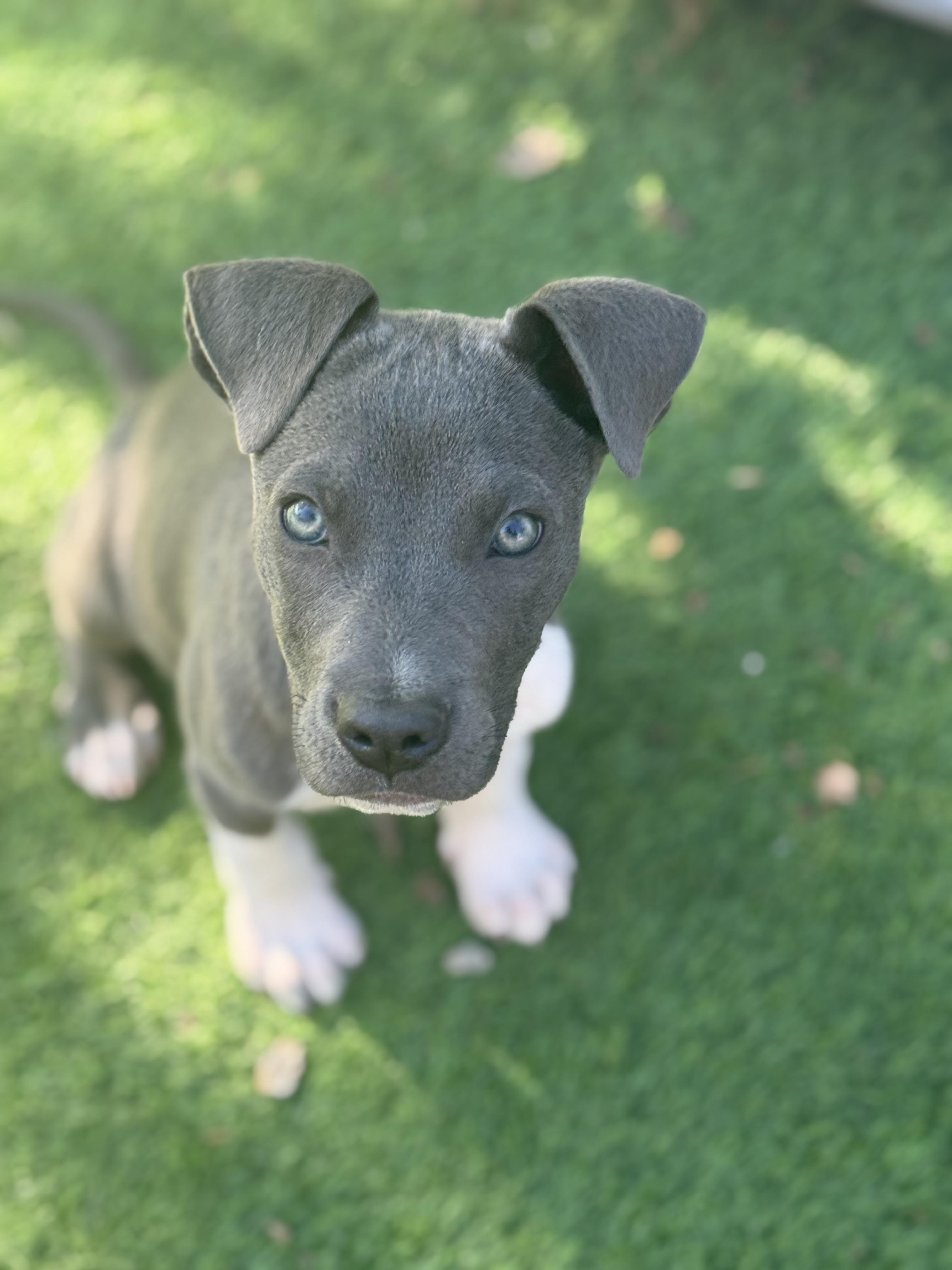 Enlarge Zeke-ADOPT Me!! , a ADOPTABLE mixed breed in Redondo Beach, CA image 1/3