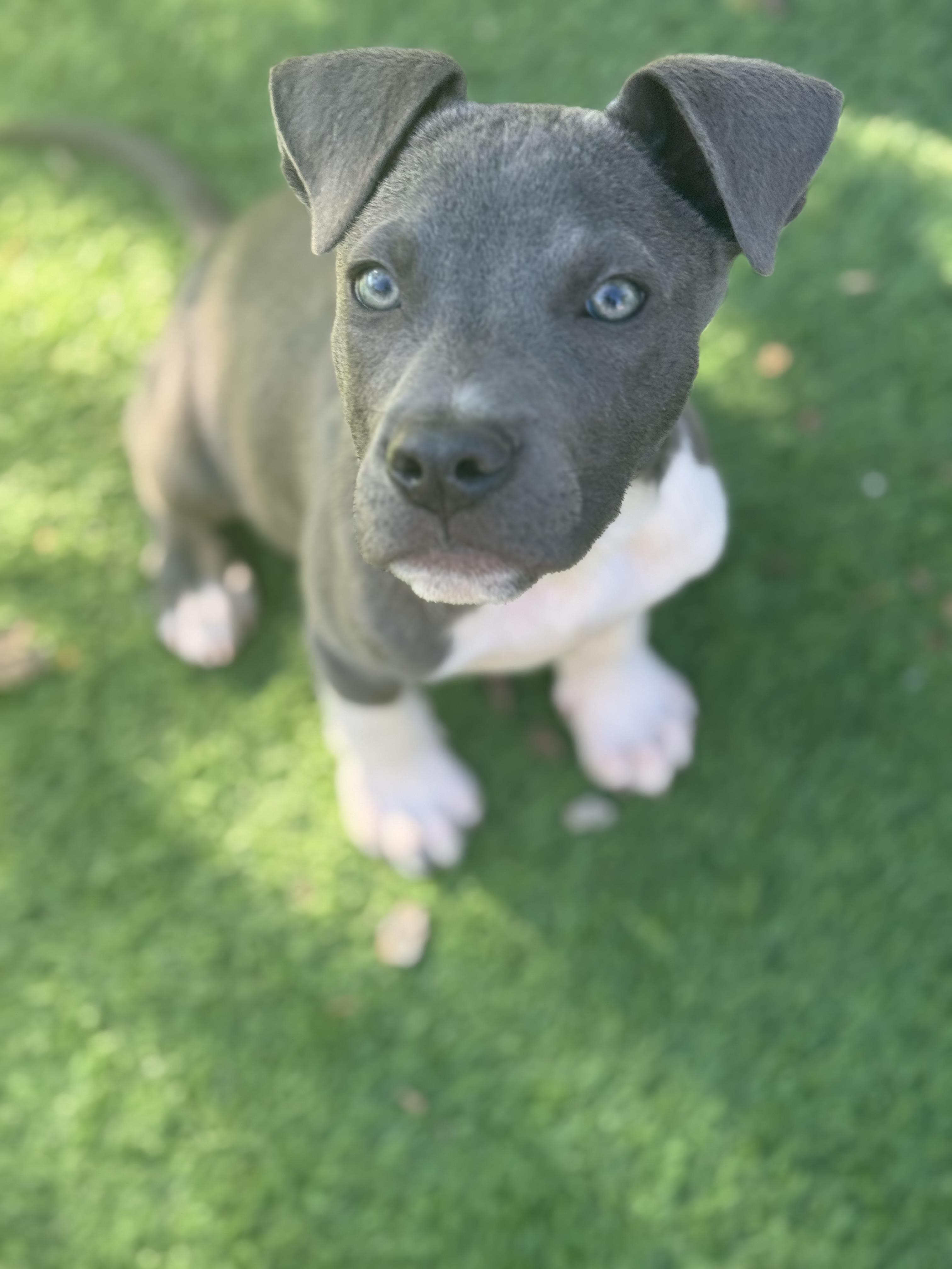 Enlarge Zeke-ADOPT Me!! , a ADOPTABLE mixed breed in Redondo Beach, CA image 2/3