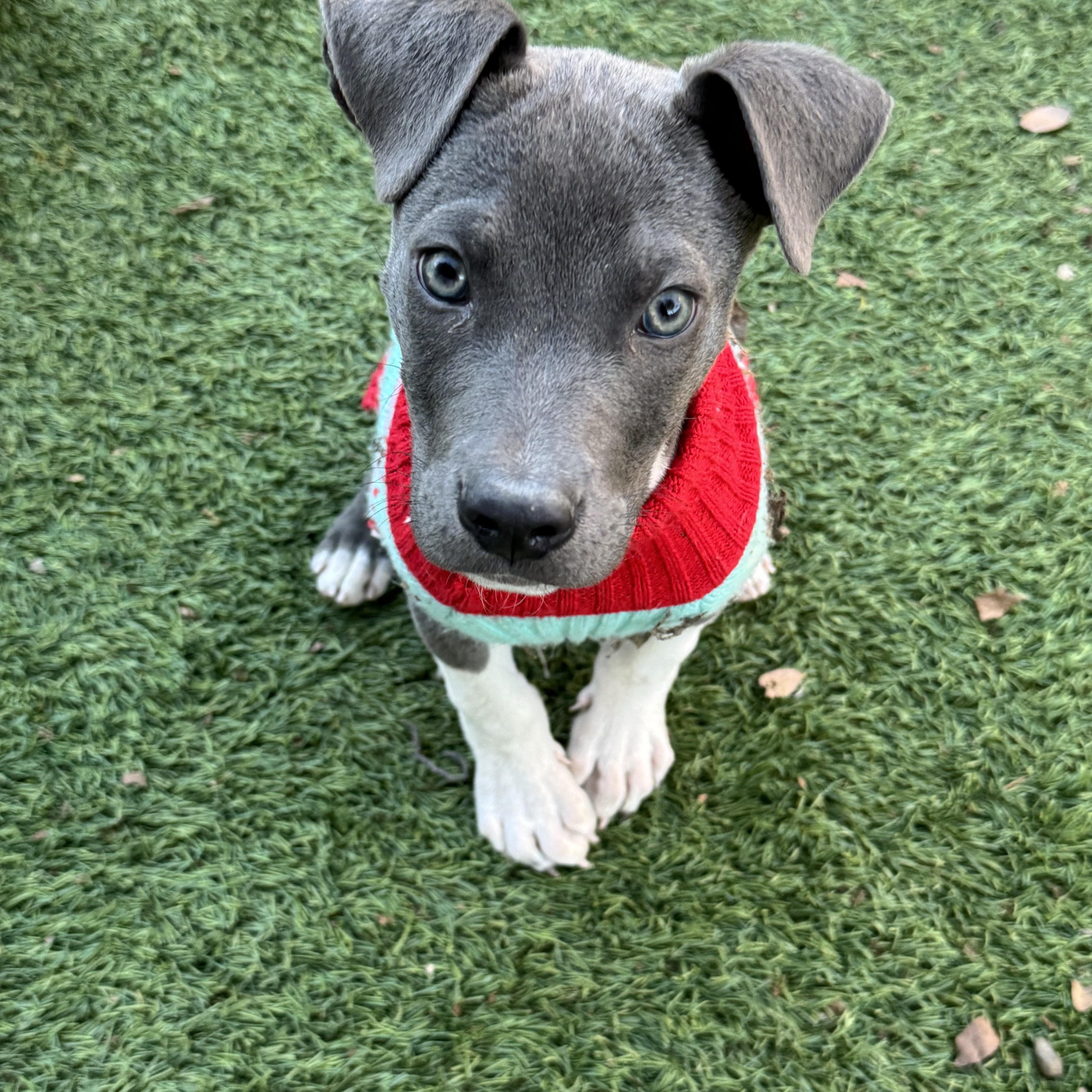 Enlarge Zeke-ADOPT Me!! , a ADOPTABLE mixed breed in Redondo Beach, CA image 3/3