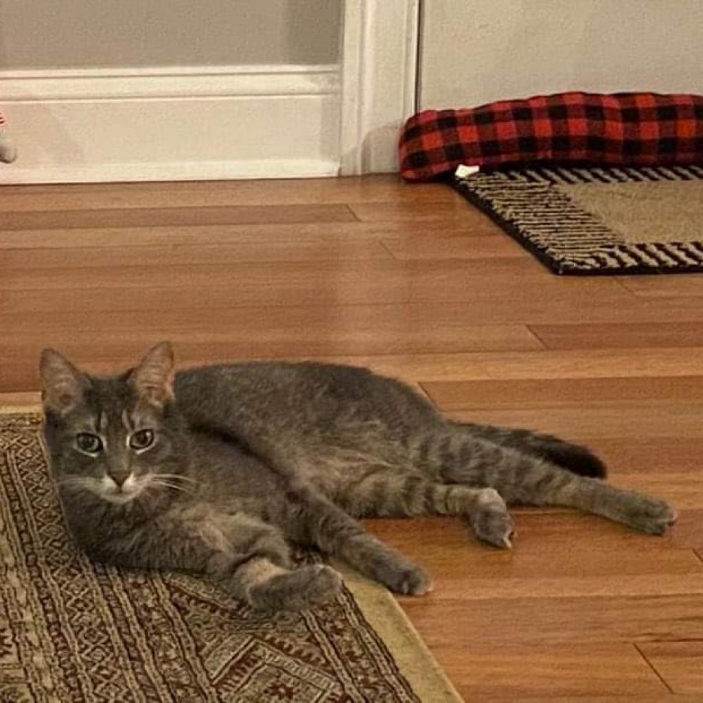 Violet, Adoptable, Senior Female Domestic Short Hair.