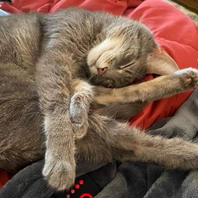 Enlarge Violet, a Adoptable Domestic Short Hair in Harrisonburg, VA image 2/6