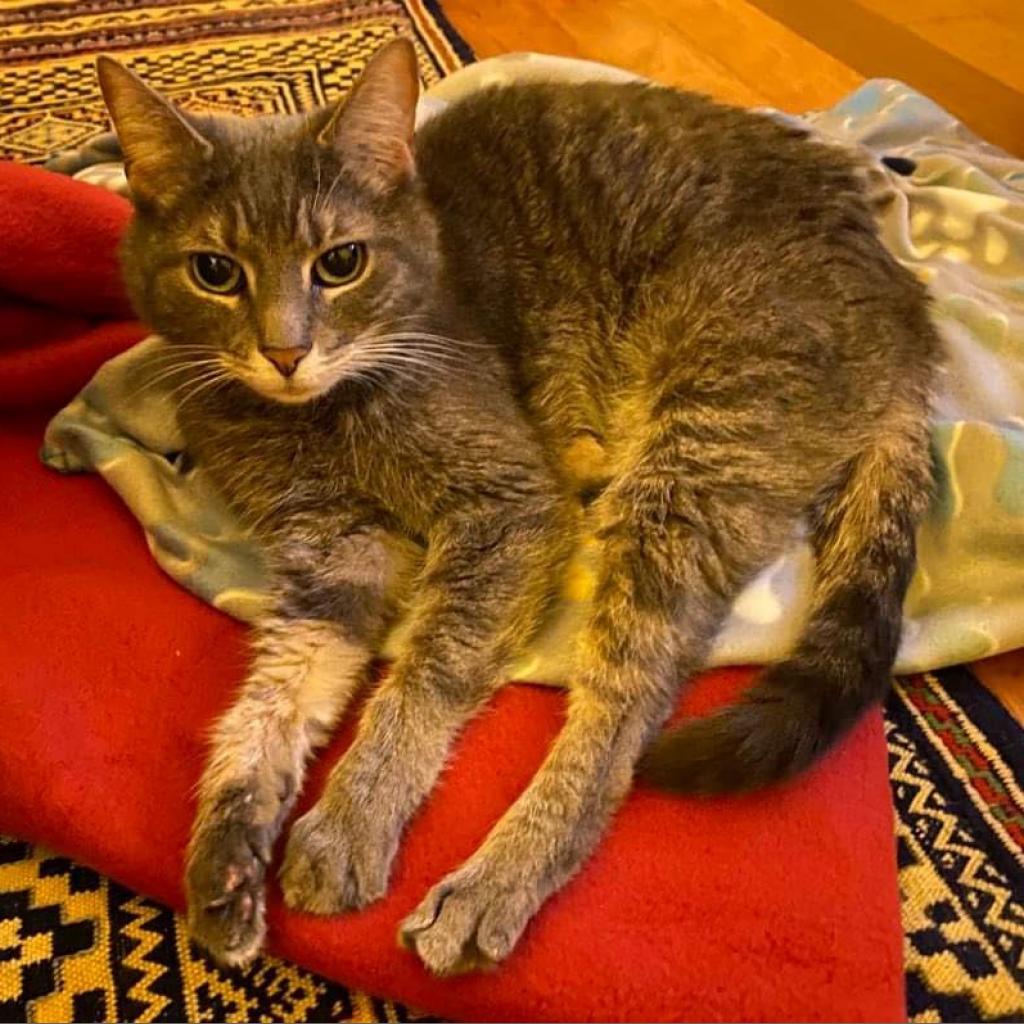 Enlarge Violet, a Adoptable Domestic Short Hair in Harrisonburg, VA image 3/6