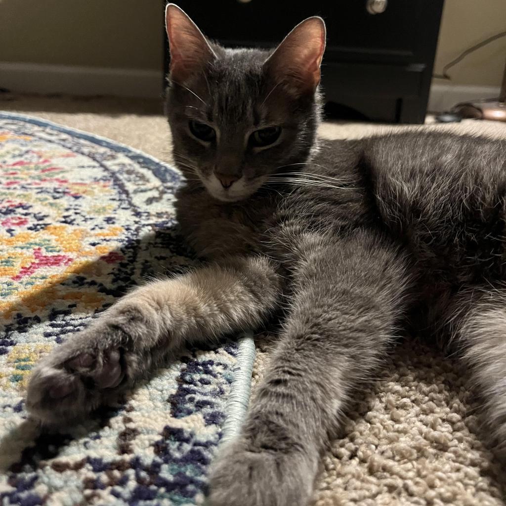 Enlarge Violet, a Adoptable Domestic Short Hair in Harrisonburg, VA image 4/6