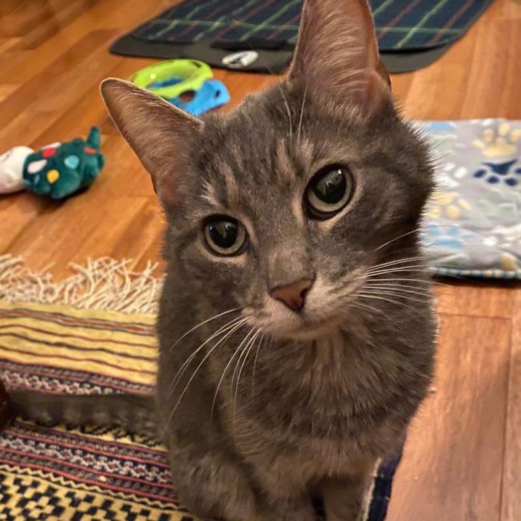 Enlarge Violet, a Adoptable Domestic Short Hair in Harrisonburg, VA image 5/6