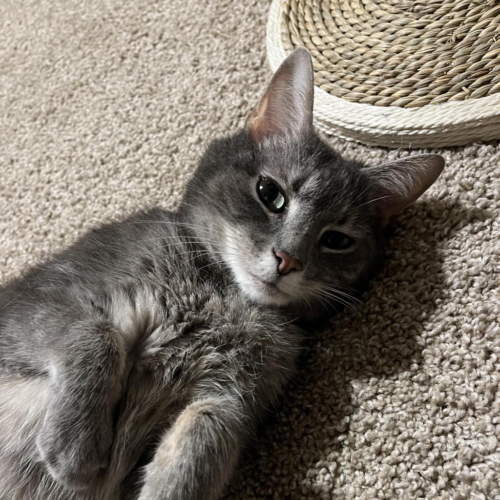 Enlarge Violet, a Adoptable Domestic Short Hair in Harrisonburg, VA image 6/6