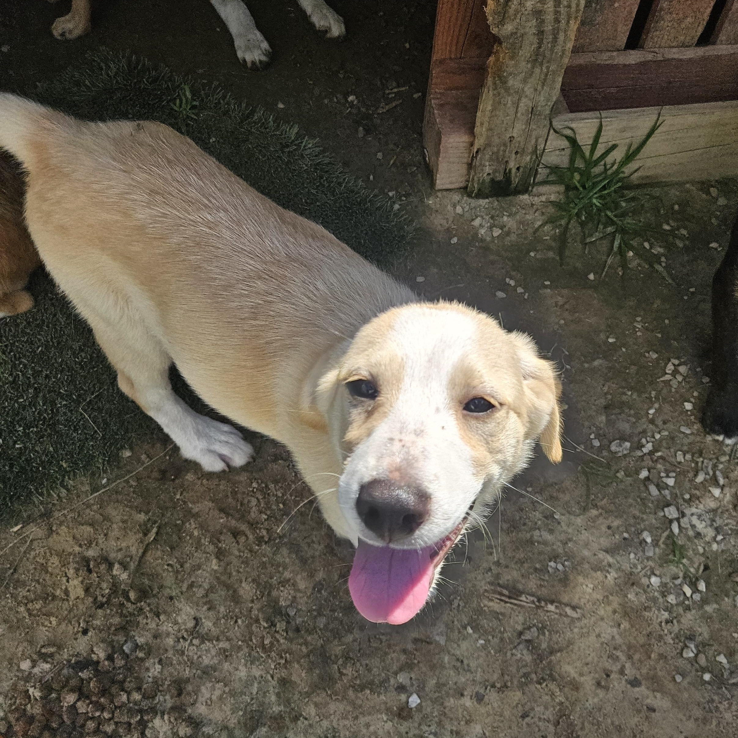 Almond Armstrong, a Adoptable mixed breed in Woburn, MA image 4/6