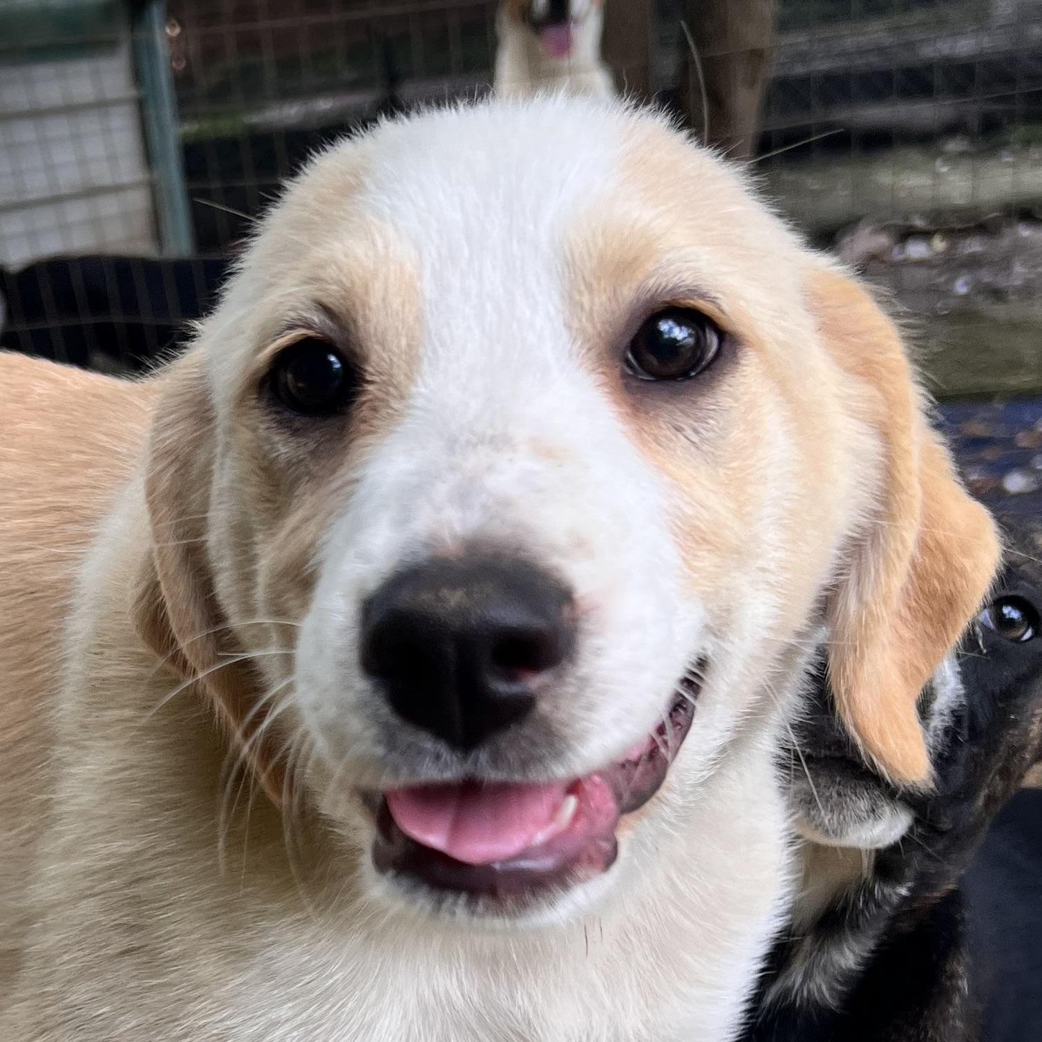 Almond Armstrong, a Adoptable mixed breed in Woburn, MA image 1/6