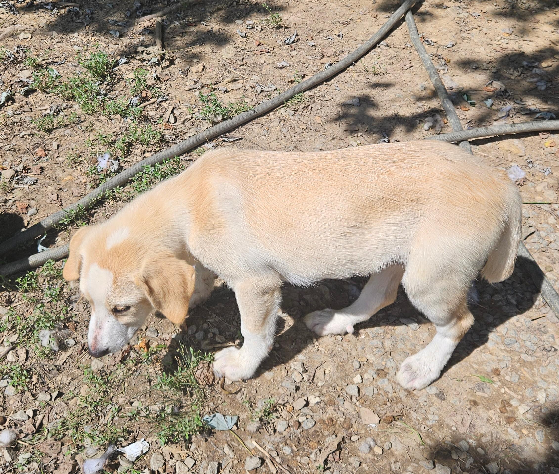 Almond Armstrong, a Adoptable mixed breed in Woburn, MA image 6/6