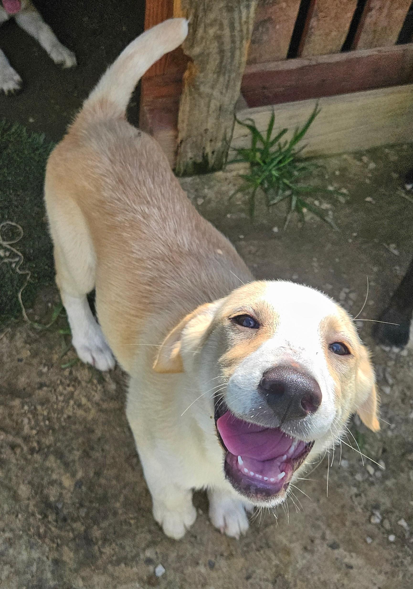 Almond Armstrong, a Adoptable mixed breed in Woburn, MA image 2/6
