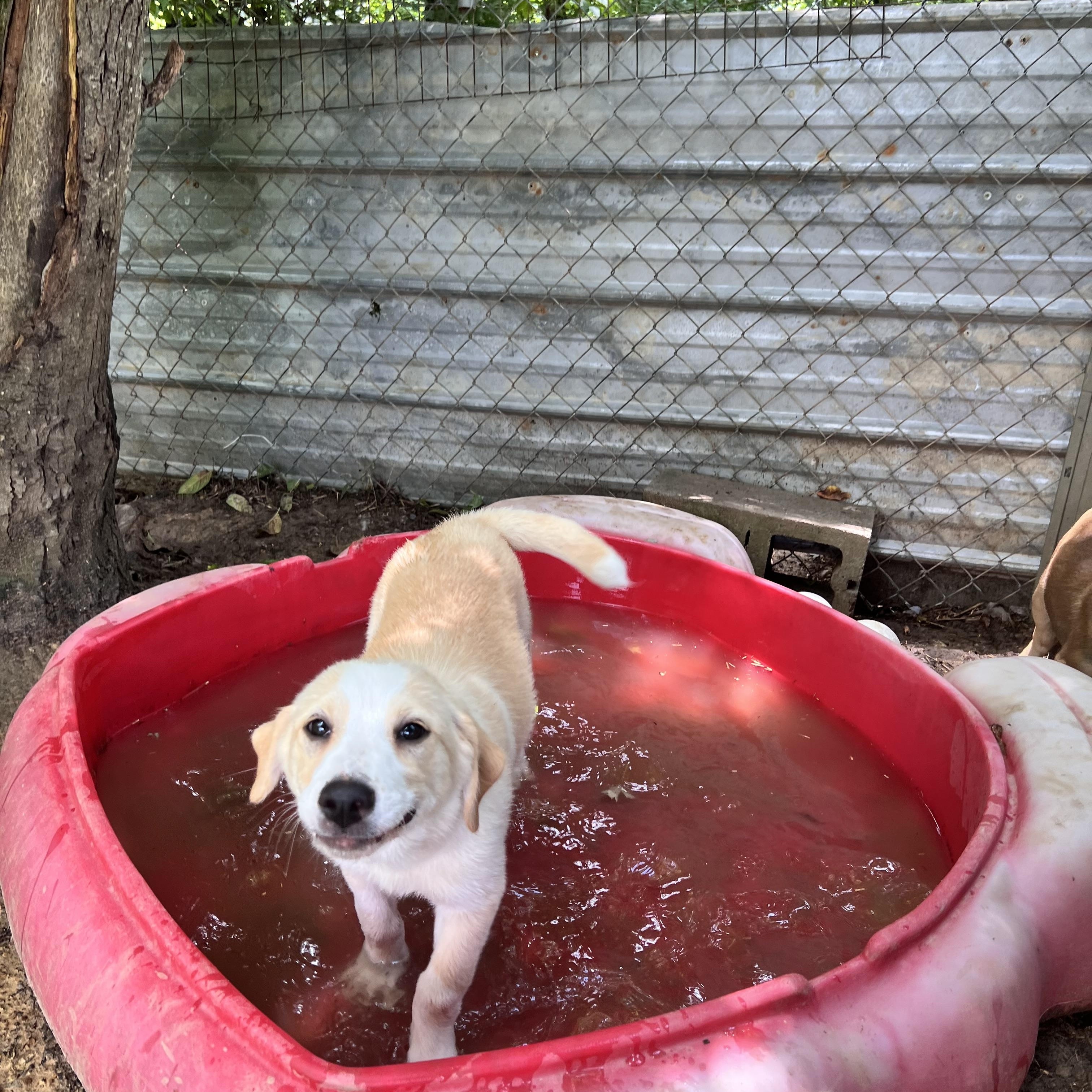Almond Armstrong, a Adoptable mixed breed in Woburn, MA image 3/6