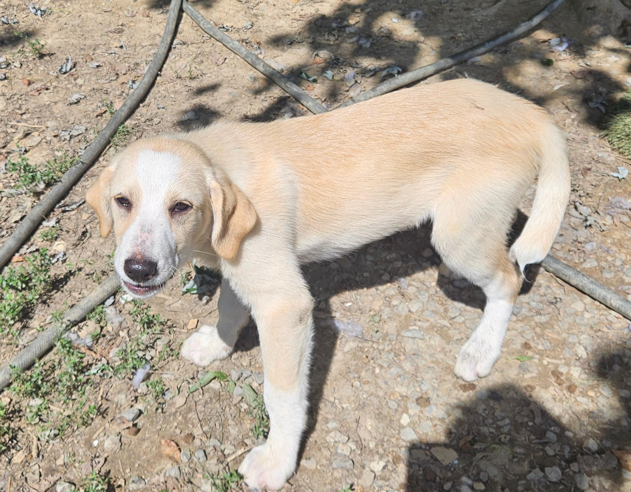 Almond Armstrong, a Adoptable mixed breed in Woburn, MA image 5/6