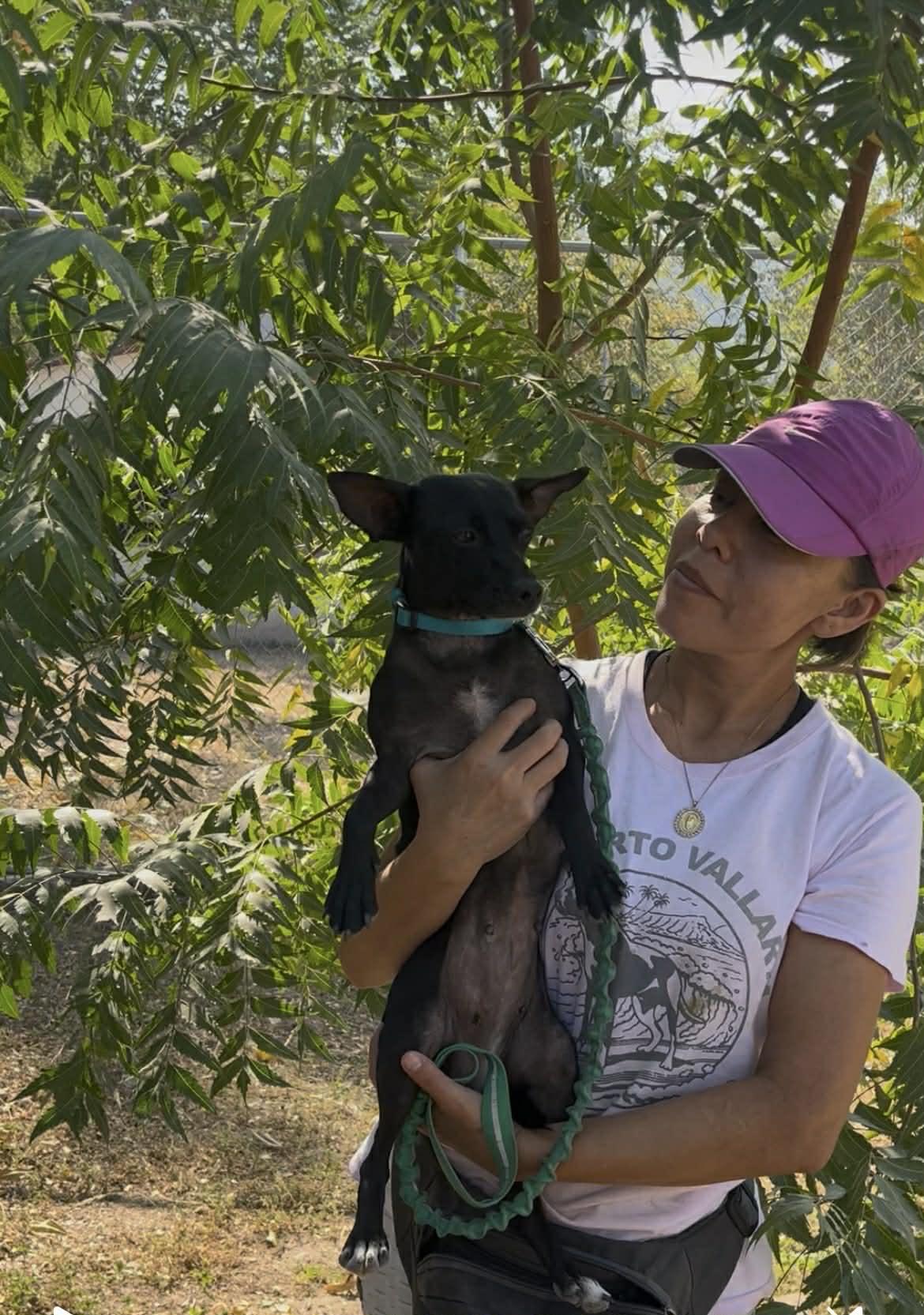 Nia, a Adoptable mixed breed in Edmonton, AB image 2/5