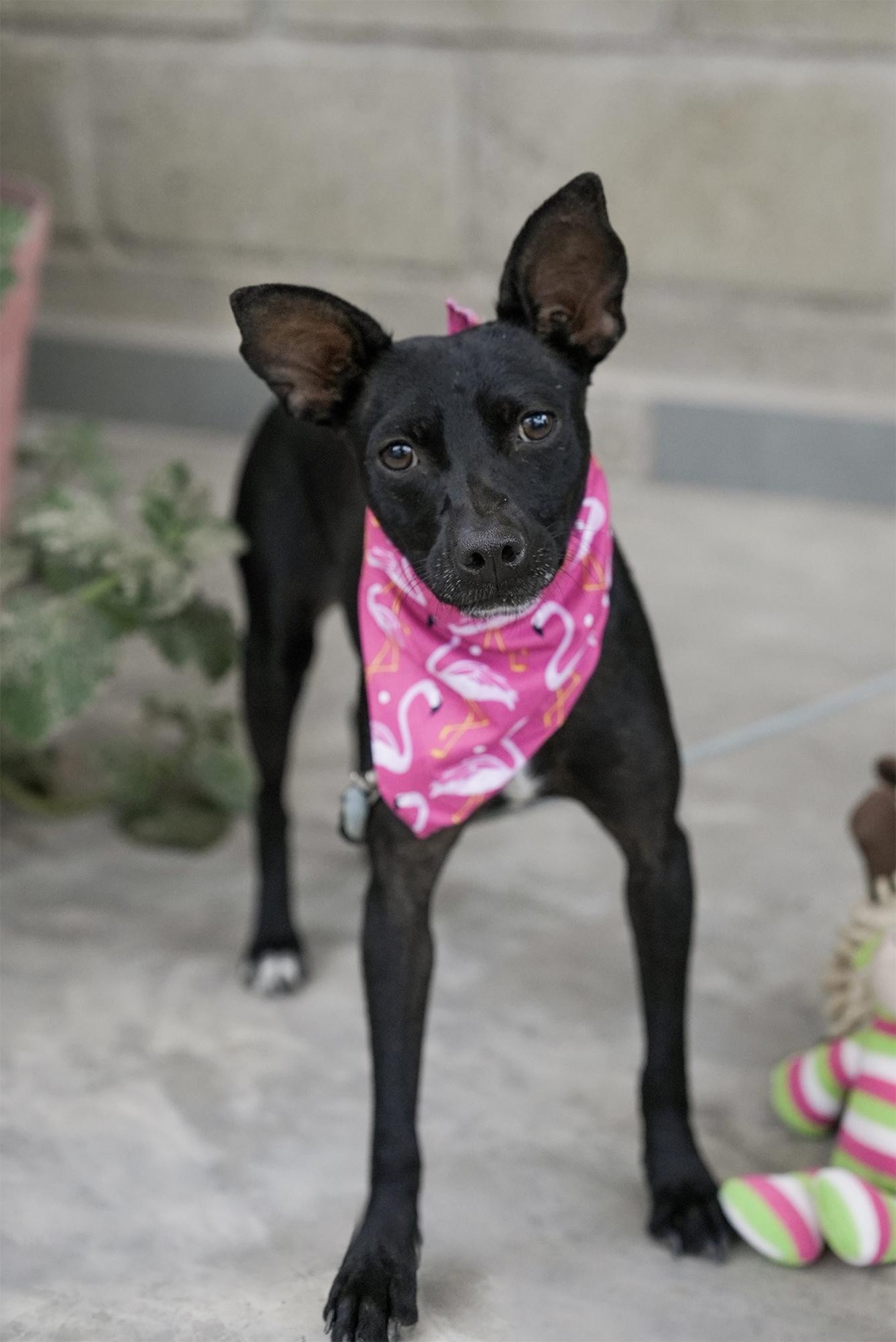 Nia, Adoptable, Young Female Chihuahua.
