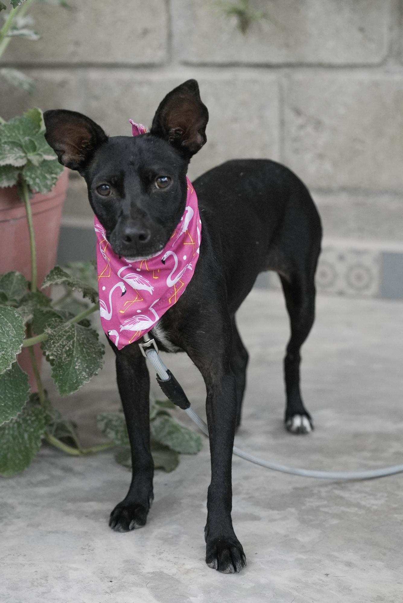 Nia, a Adoptable mixed breed in Edmonton, AB image 3/5