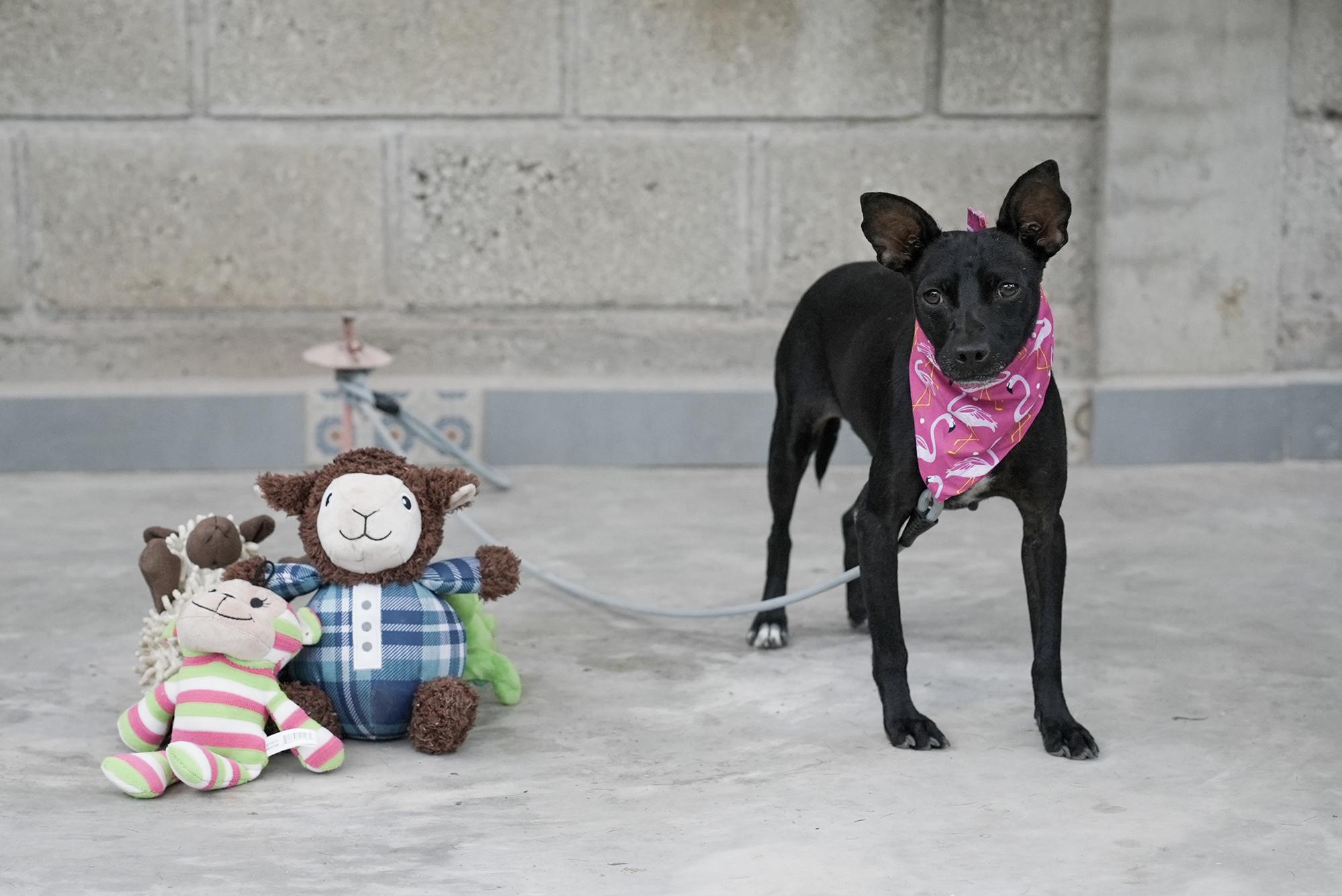 Nia, a Adoptable mixed breed in Edmonton, AB image 4/5