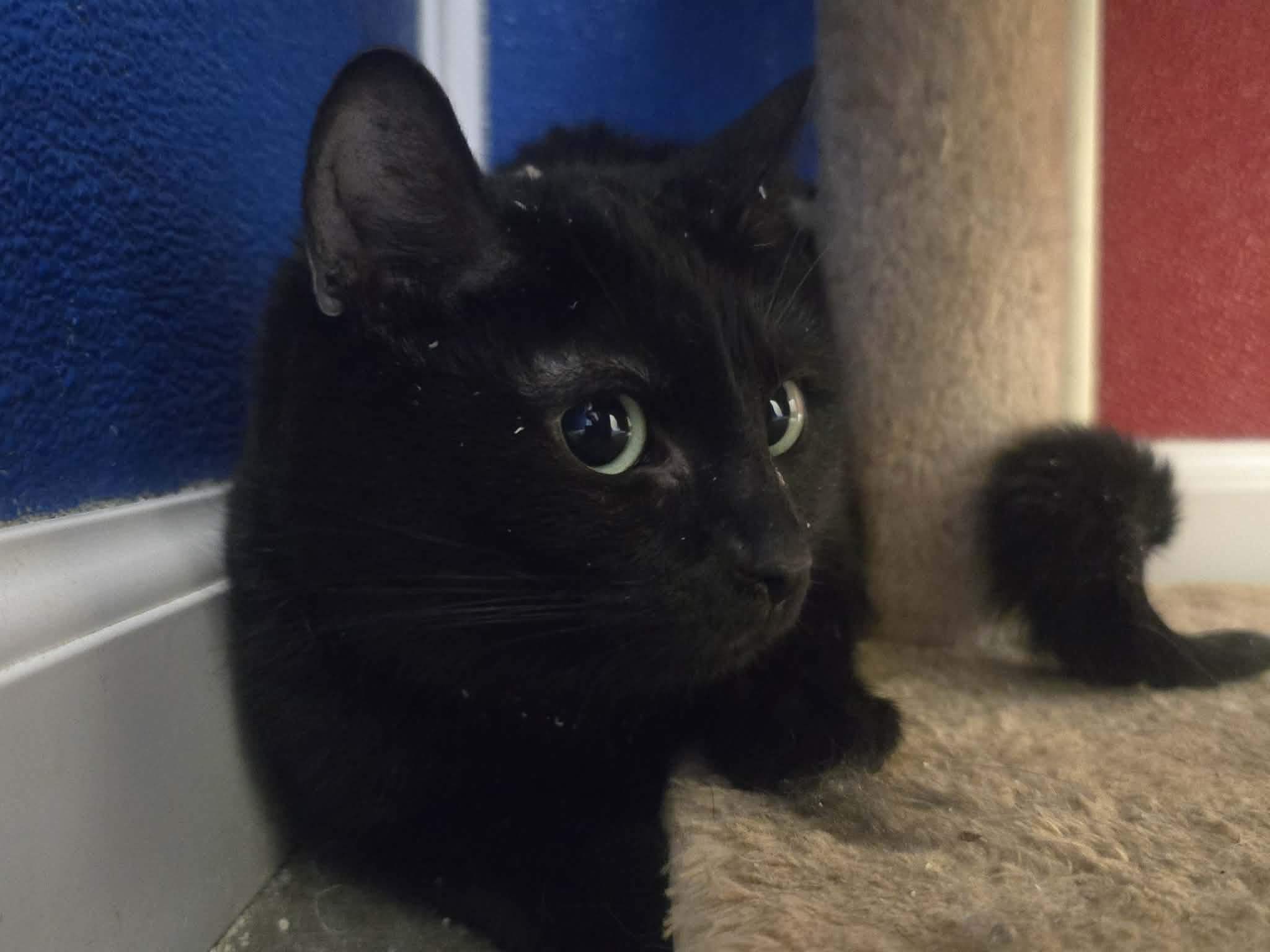 Soy Sauce, a ADOPTABLE Domestic Short Hair in Rock Falls, IL image 1/6