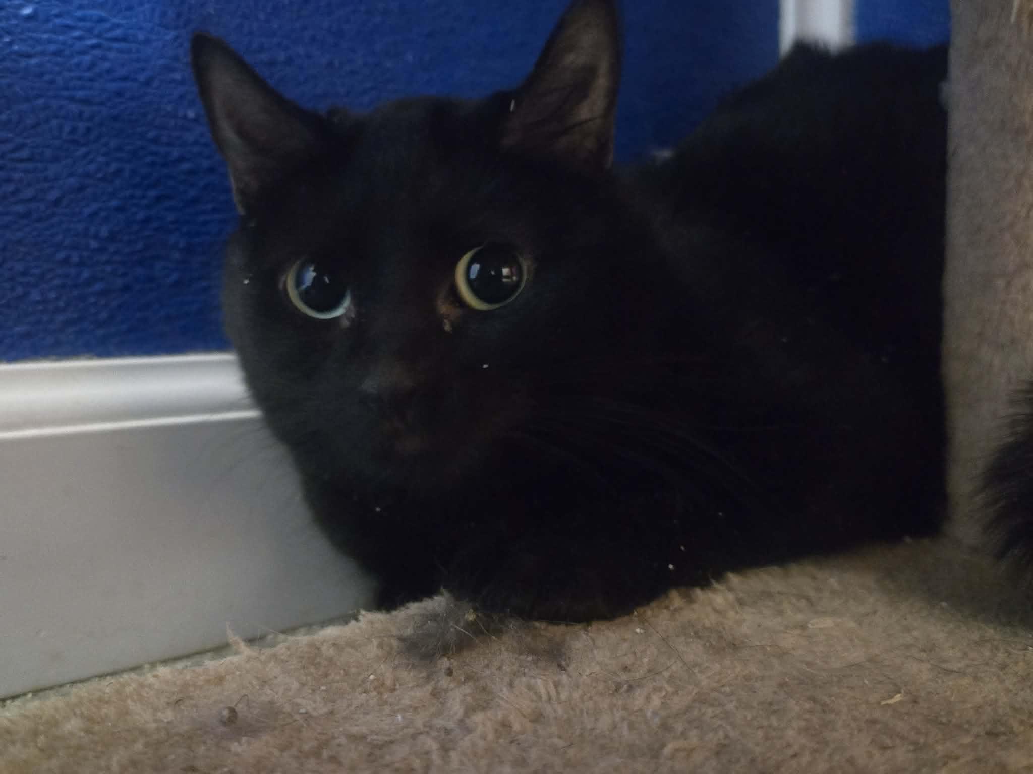 Soy Sauce, a ADOPTABLE Domestic Short Hair in Rock Falls, IL image 4/6