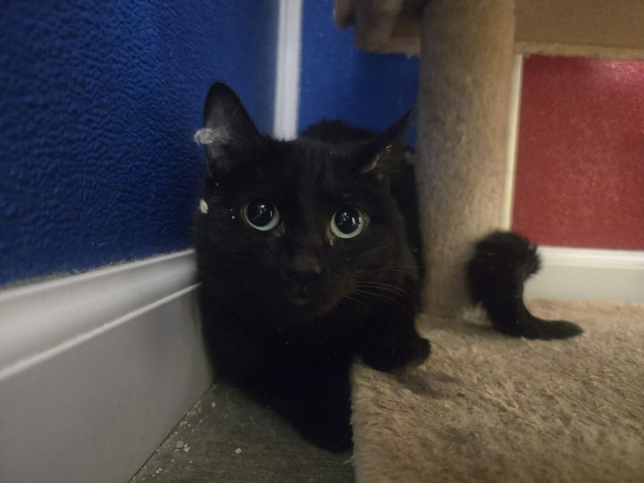 Soy Sauce, a ADOPTABLE Domestic Short Hair in Rock Falls, IL image 2/6