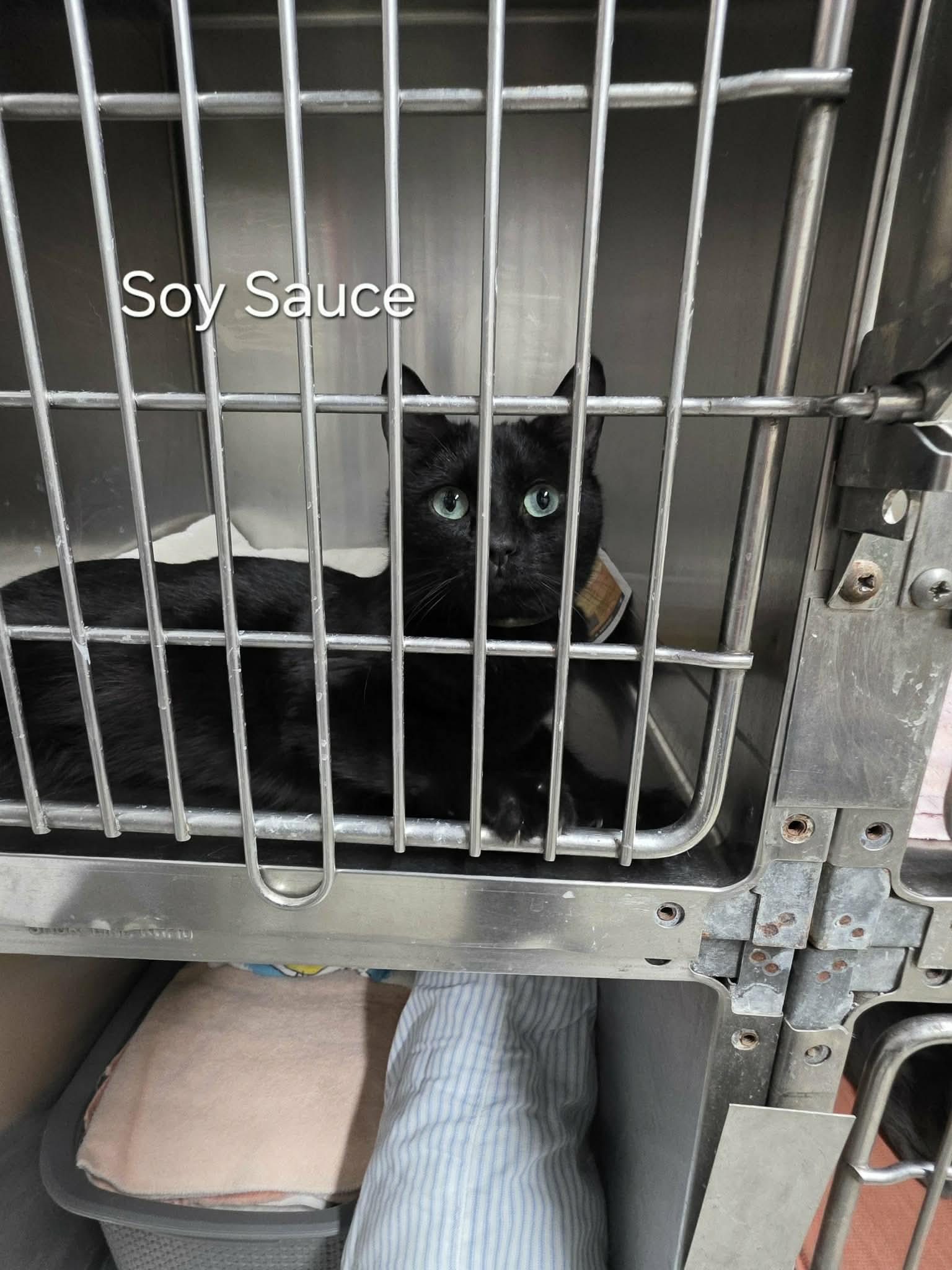 Soy Sauce, a ADOPTABLE Domestic Short Hair in Rock Falls, IL image 5/6