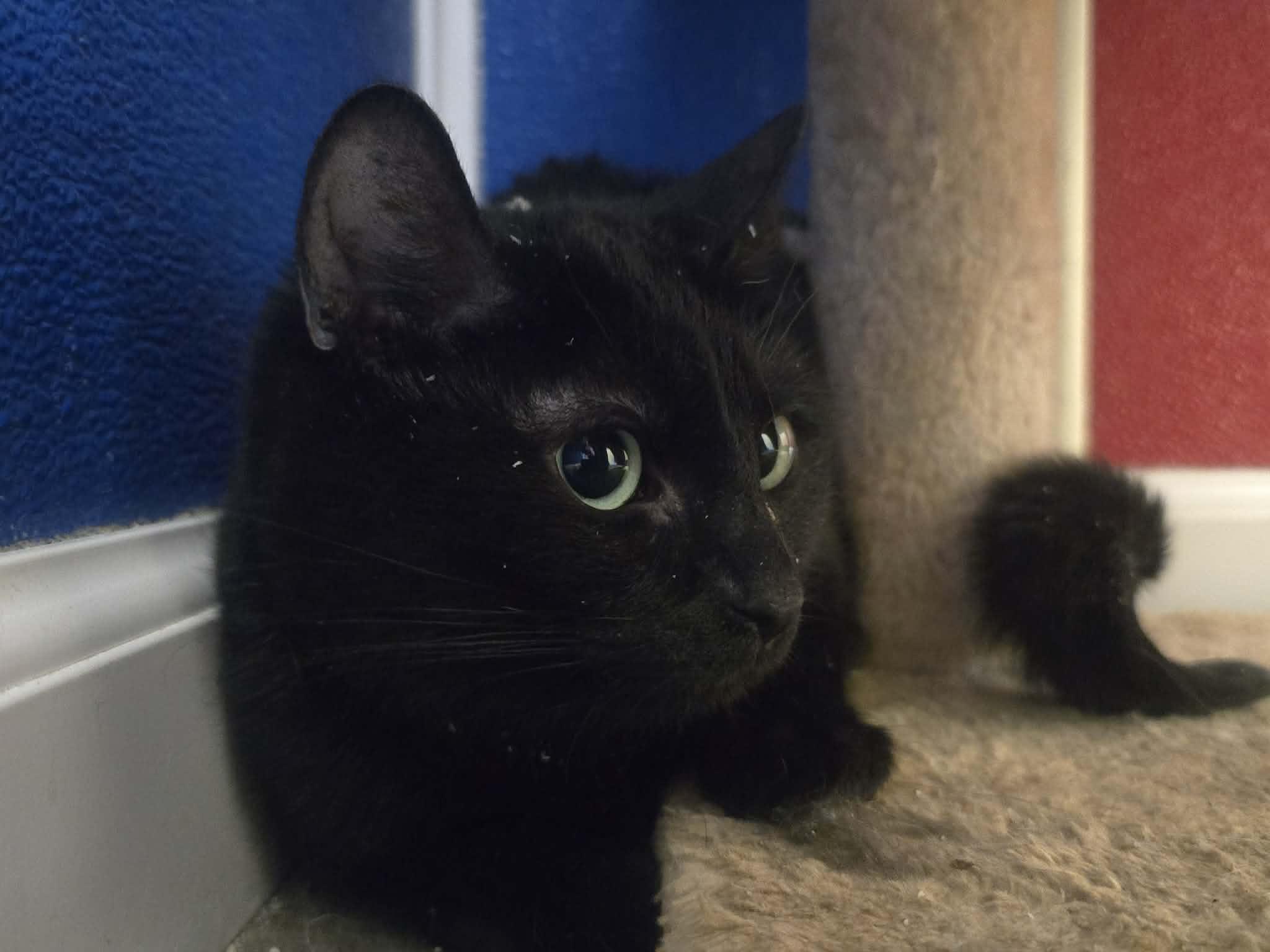 Soy Sauce, a ADOPTABLE Domestic Short Hair in Rock Falls, IL image 3/6