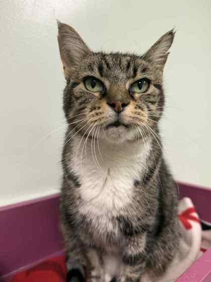 Theodasia, a Adoptable Domestic Short Hair in Batavia, OH image 1/2