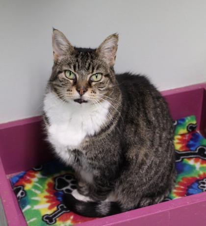 Theodasia, a Adoptable Domestic Short Hair in Batavia, OH image 2/2