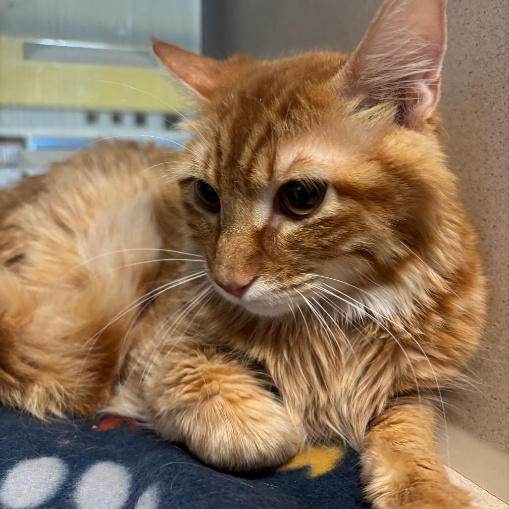 Enlarge Gibby, a Adoptable Domestic Short Hair in Galveston, TX image 1/4