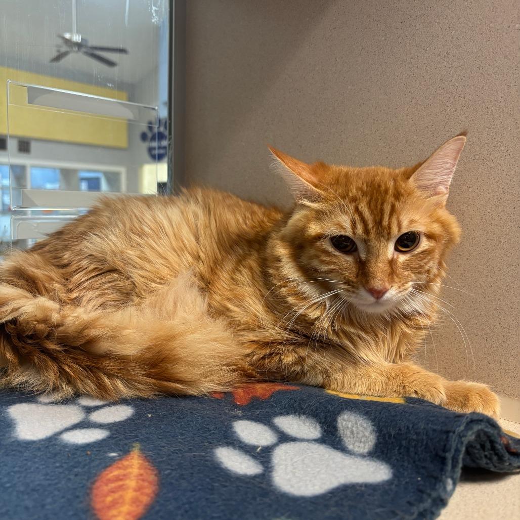 Enlarge Gibby, a Adoptable Domestic Short Hair in Galveston, TX image 2/4