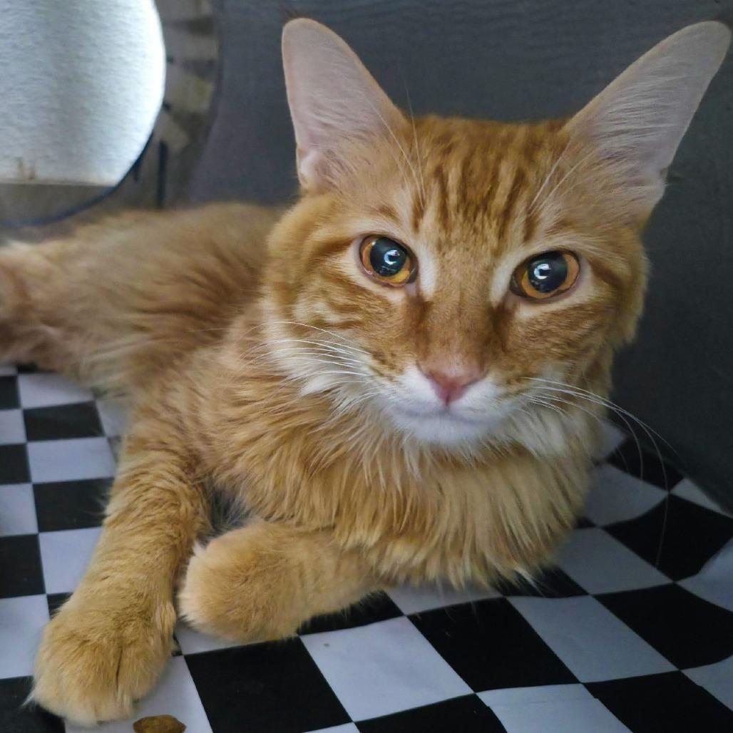 Enlarge Gibby, a Adoptable Domestic Short Hair in Galveston, TX image 3/4