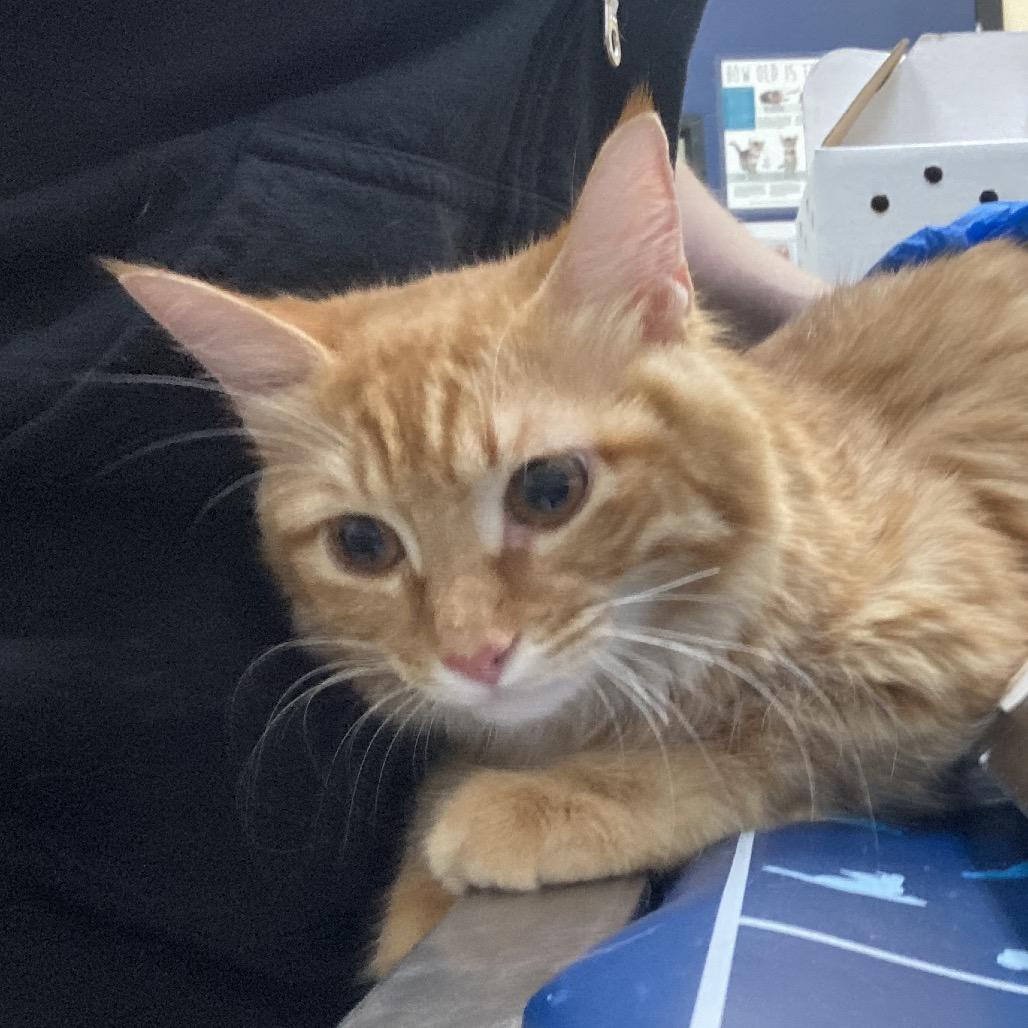 Enlarge Gibby, a Adoptable Domestic Short Hair in Galveston, TX image 4/4