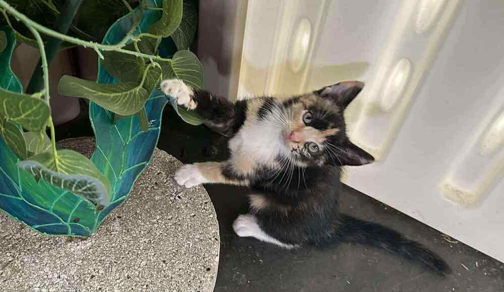 SWEETIE, Adoptable, Kitten Female Domestic Short Hair.