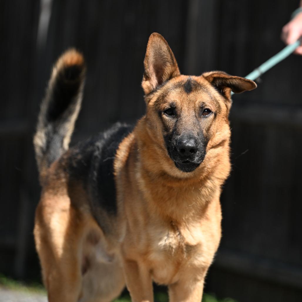 Enlarge Hughie, a Adoptable German Shepherd Dog in Chester Springs, PA image 4/5